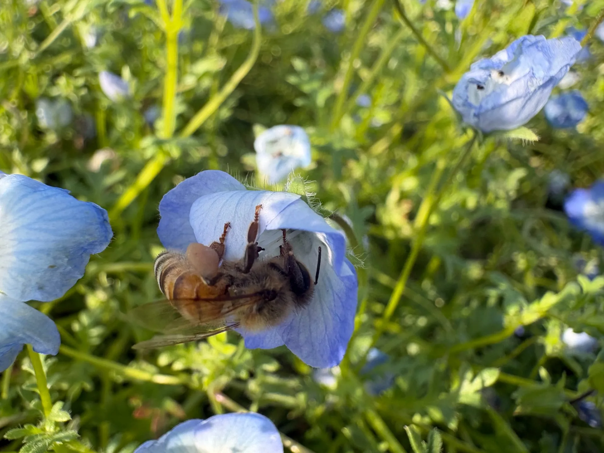 蜂の活動が活発になり始めました！